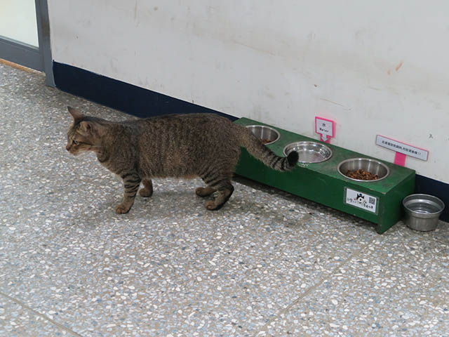 Cats of Houtong, #2476