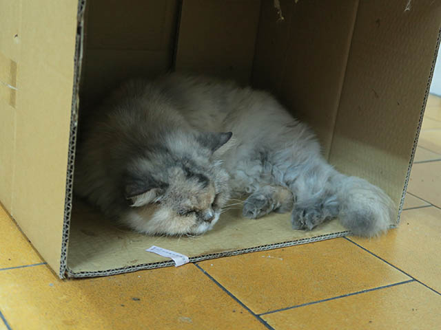 Cats of Yi Tien Palace, #2495
