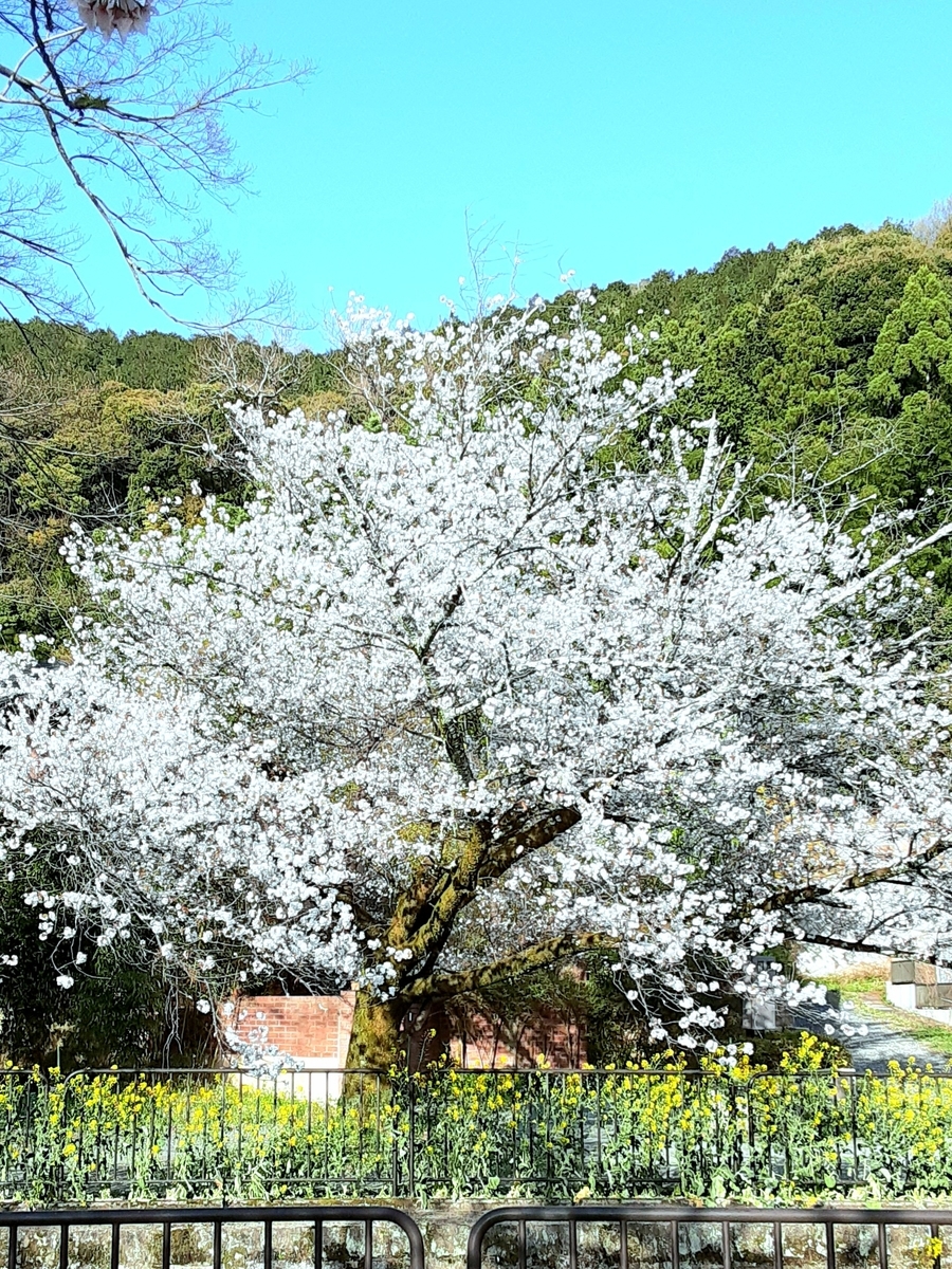 f:id:hiroshi0369:20220409071217j:plain