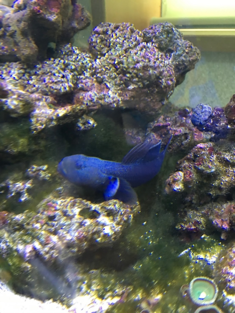 千葉ポートタワーに磯遊びにいってきました 海水魚日記 磯で採取した仲間たち