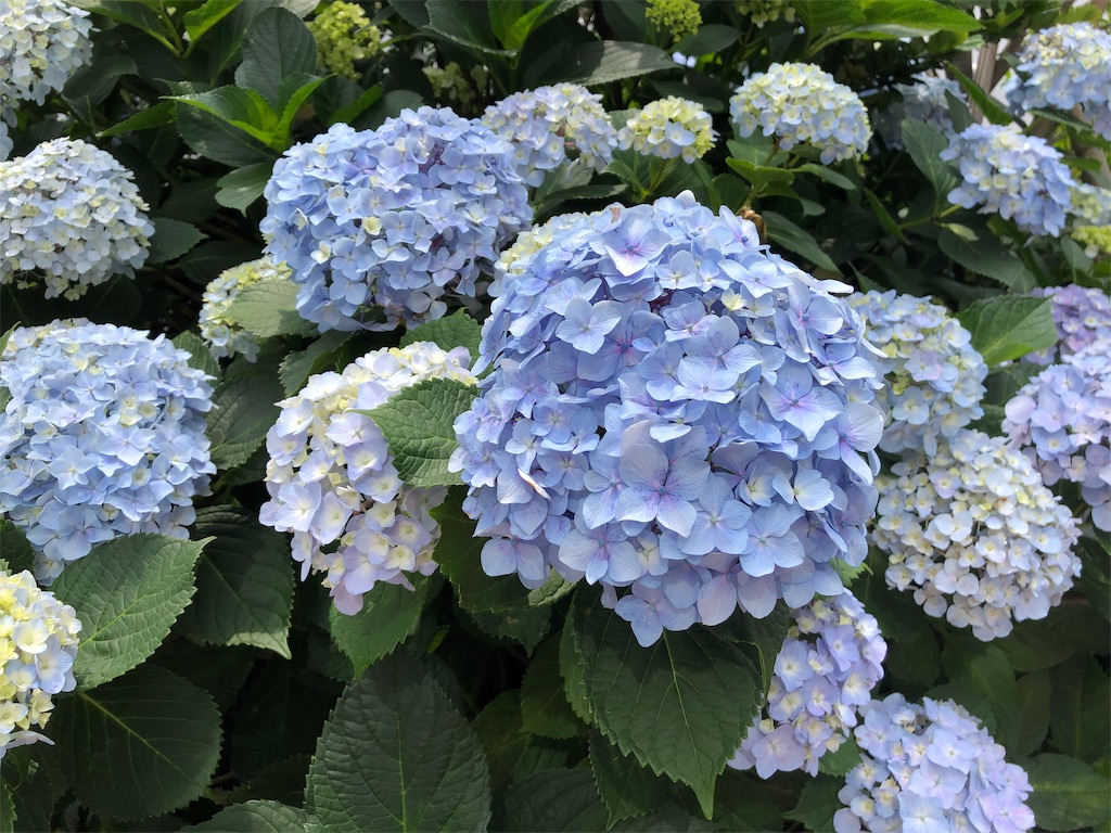 f:id:hiroshi9610:20190618162133j:image f:id:hiroshi9610:20190618162133j:image