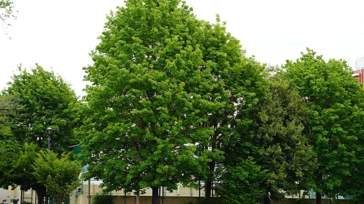 f:id:hiroshilab:20190429140707j:plain f:id:hiroshilab:20190429140707j:plain