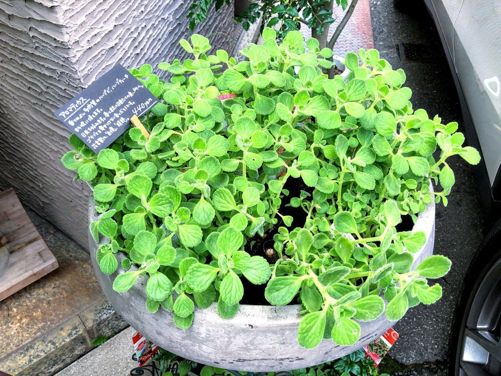 f:id:hiroshimaphotography:20210721072948j:plain