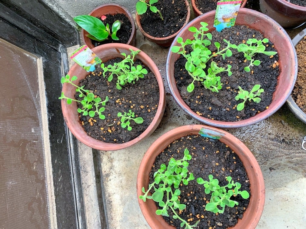 f:id:hiroshimaphotography:20210722171249j:plain