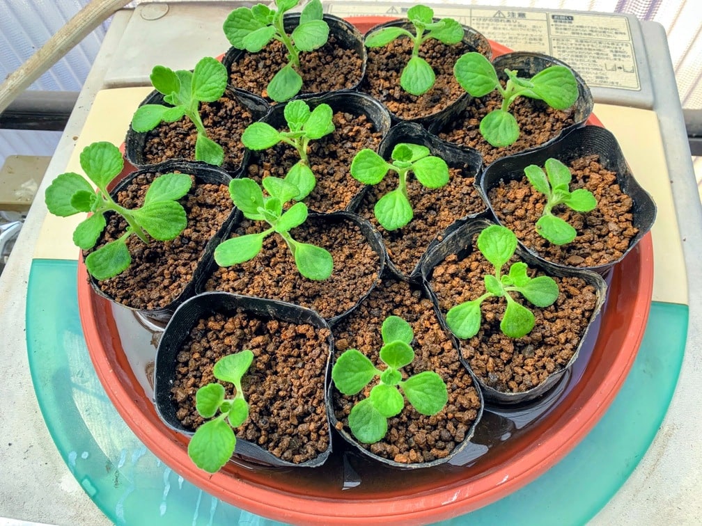 f:id:hiroshimaphotography:20210722171524j:plain