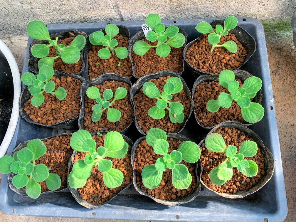 f:id:hiroshimaphotography:20210804084520j:plain