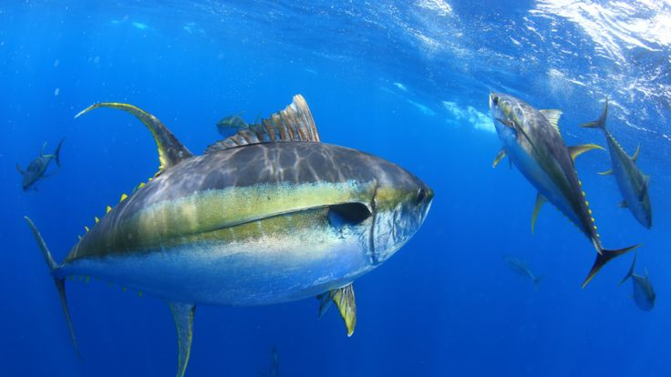 ゴミ 廃棄物で汚れ 酸欠になった海 マグロ カジキは大弱り c Science Environment December 7 19 ヒロシのworld News ゴミ 廃棄物で汚れ 酸欠になった海 マグロ カジキは大弱り c Science Environment December 7 19 ヒロシのworld News