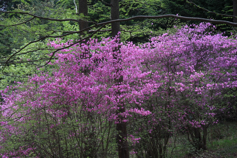 f:id:hiroshisj:20080425142224j:image