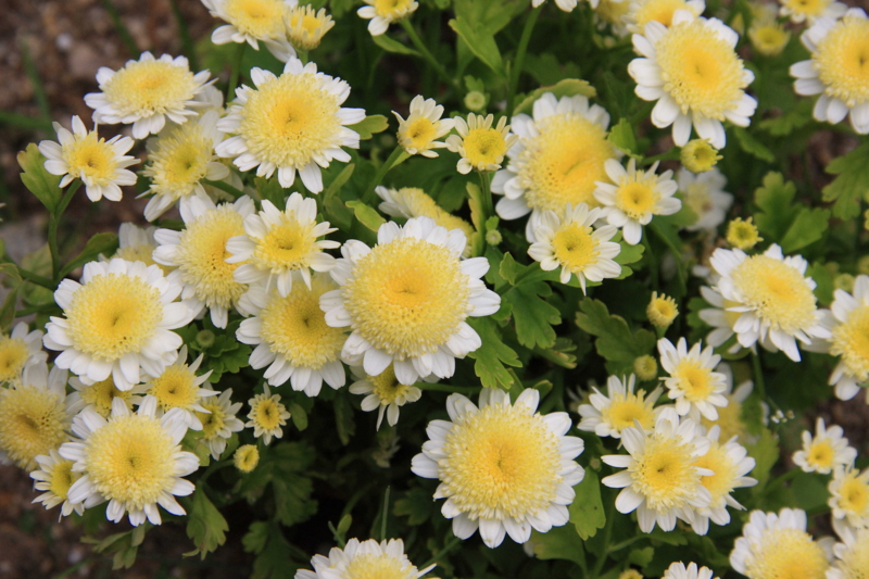 f:id:hiroshisj:20080501123632j:image