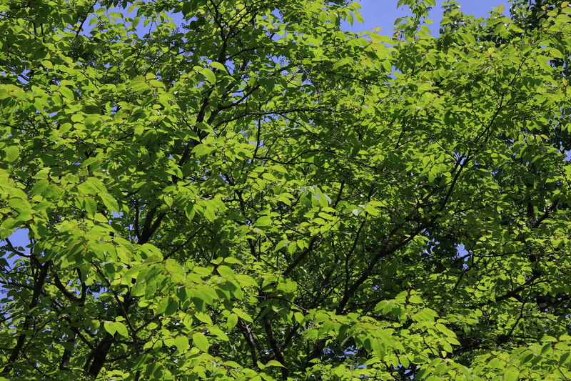 f:id:hiroshisj:20080601131631j:image