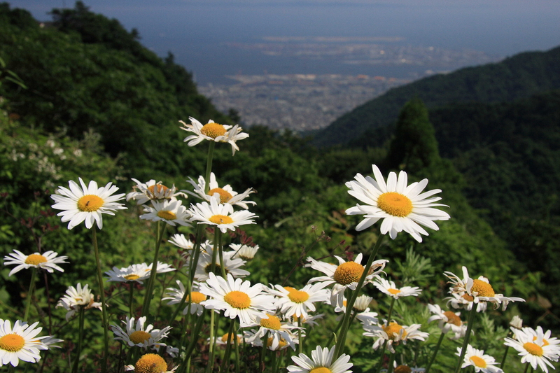 f:id:hiroshisj:20080613142951j:image