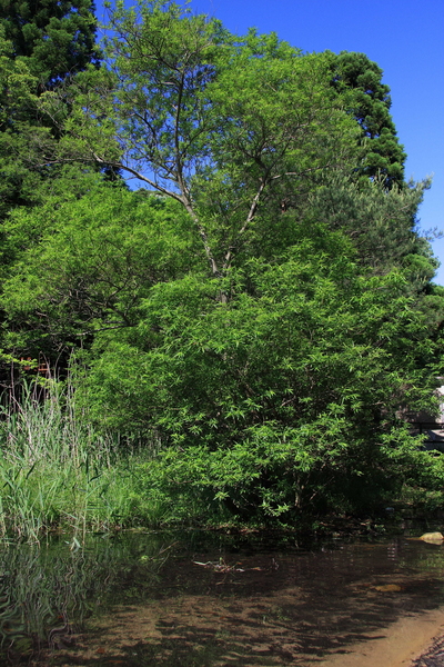 f:id:hiroshisj:20080613152127j:image