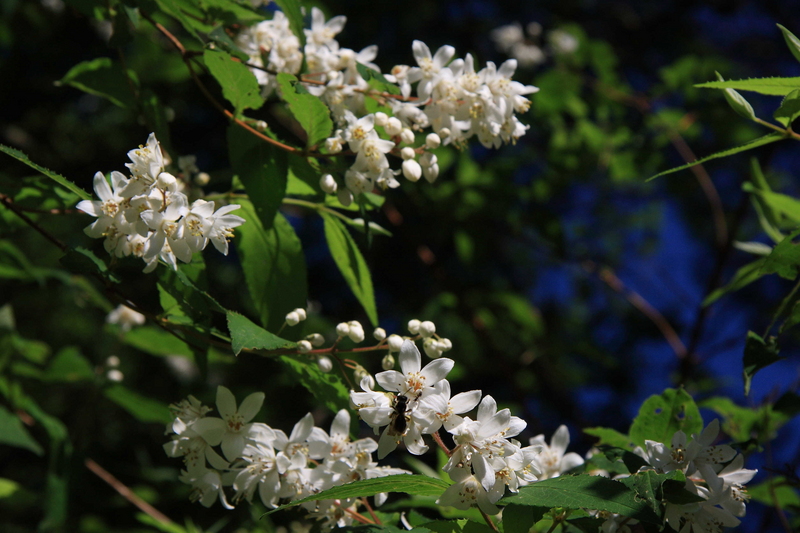 f:id:hiroshisj:20080613153919j:image