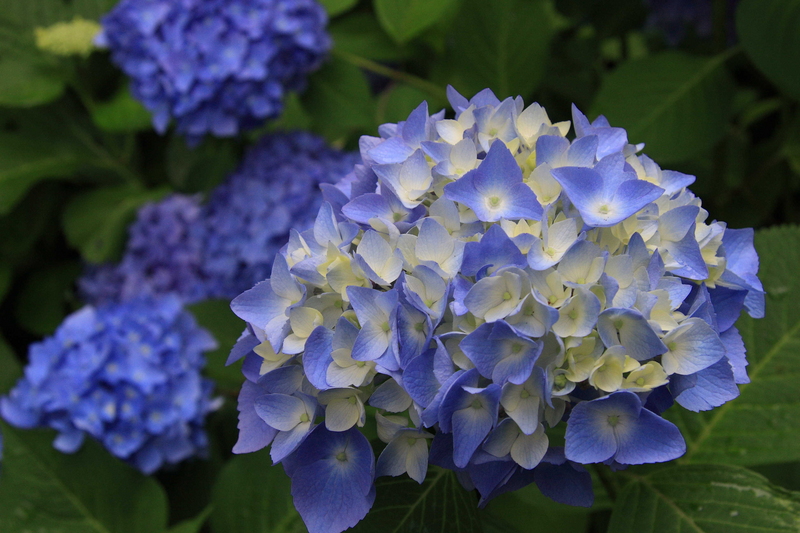 f:id:hiroshisj:20080619125104j:image