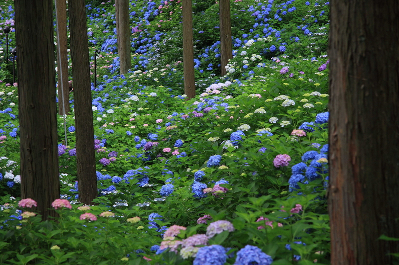 f:id:hiroshisj:20080619131701j:image