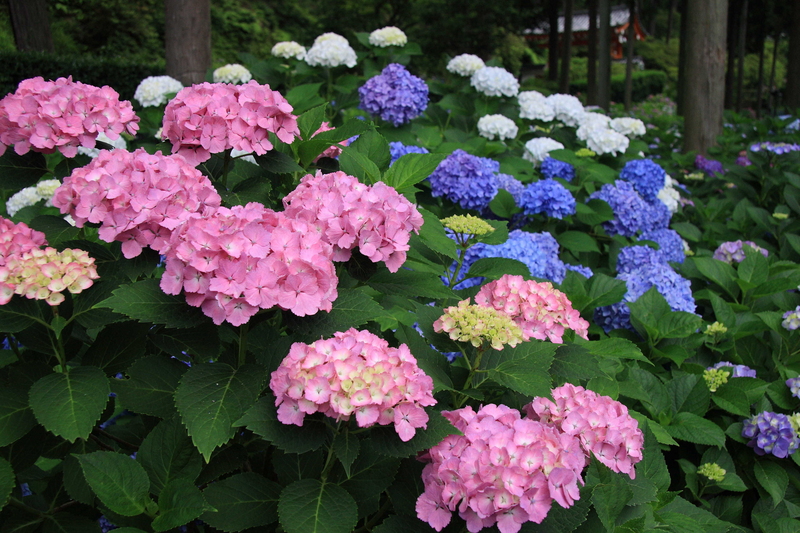 f:id:hiroshisj:20080619140342j:image