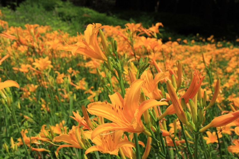f:id:hiroshisj:20080724101050j:image
