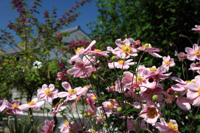 f:id:hiroshisj:20081008121601j:image