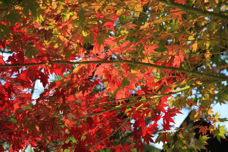 f:id:hiroshisj:20081029140319j:image