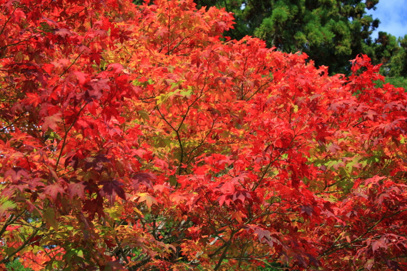 f:id:hiroshisj:20081029141117j:image