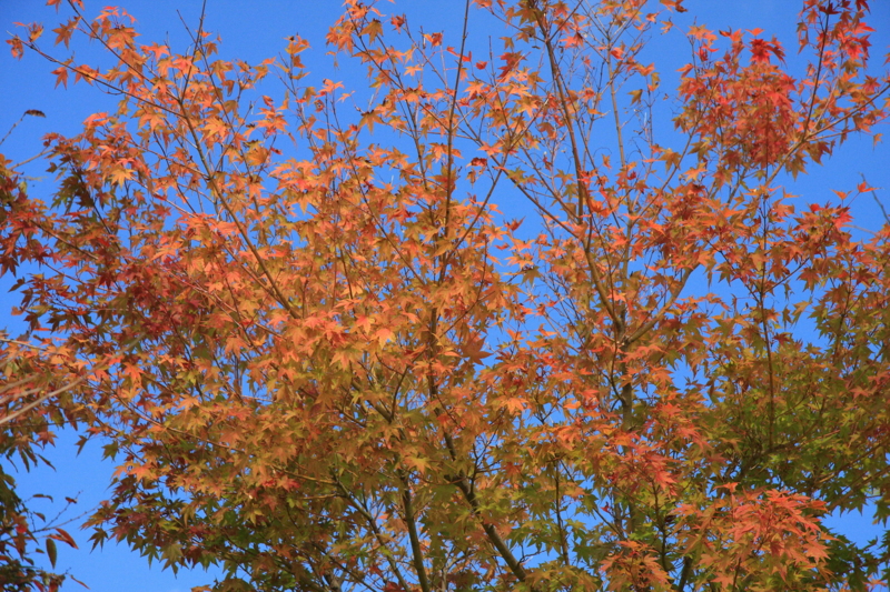 f:id:hiroshisj:20081030102630j:image