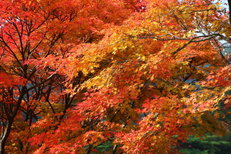 f:id:hiroshisj:20081106112202j:image
