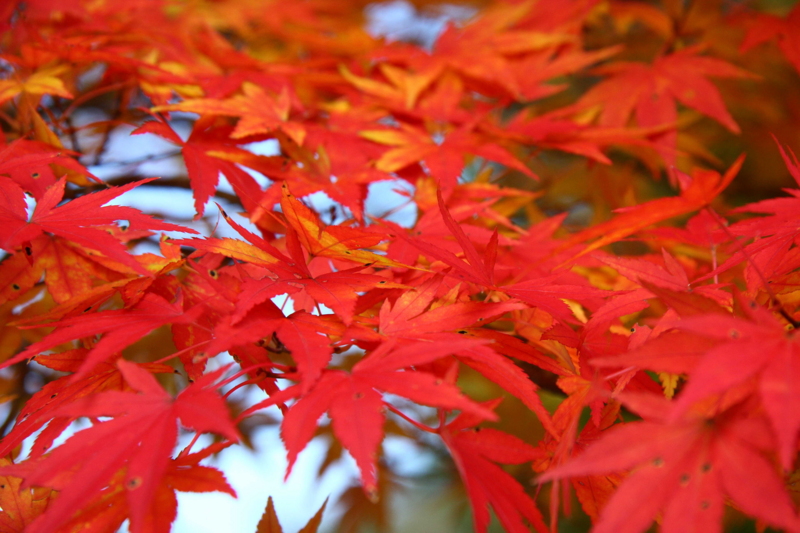f:id:hiroshisj:20081106113231j:image