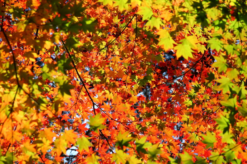 f:id:hiroshisj:20081106144655j:image