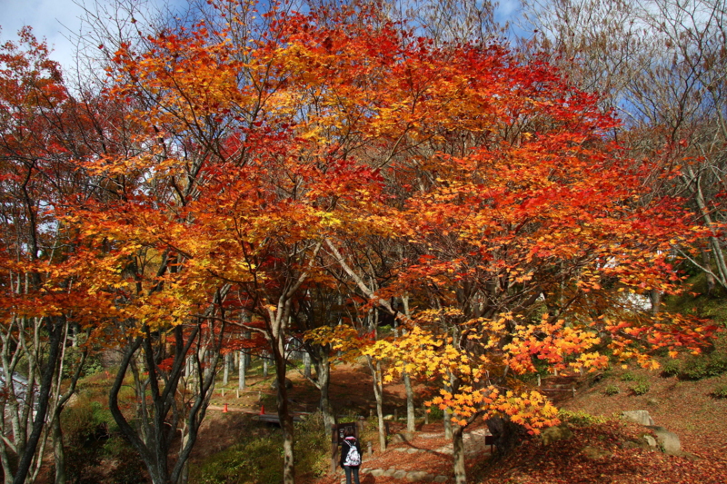 f:id:hiroshisj:20081114101405j:image