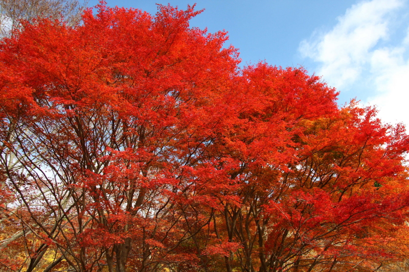 f:id:hiroshisj:20081114102511j:image