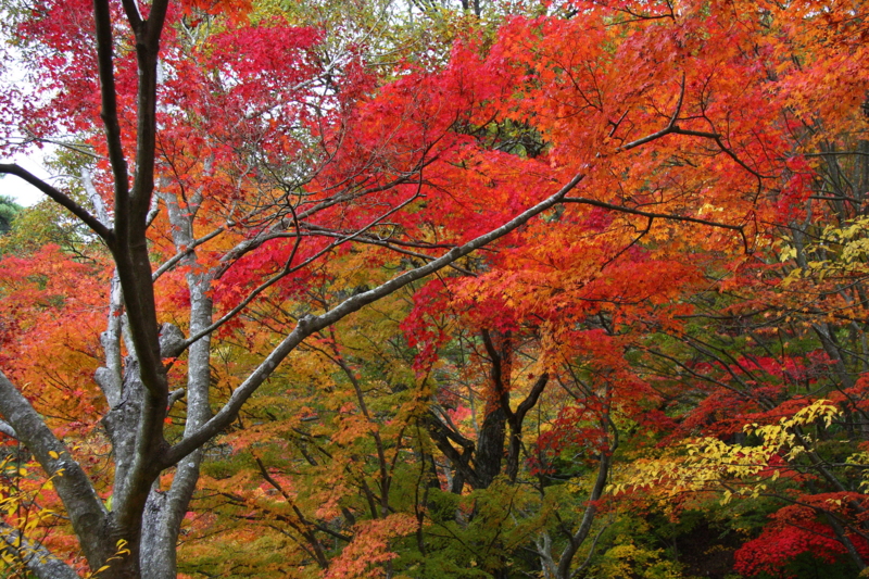 f:id:hiroshisj:20081114145947j:image