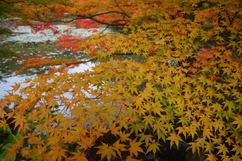f:id:hiroshisj:20081114151721j:image