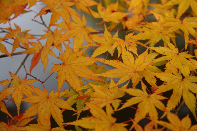 f:id:hiroshisj:20081114151846j:image