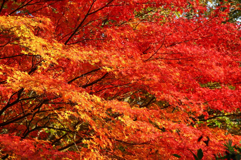 f:id:hiroshisj:20081114154943j:image