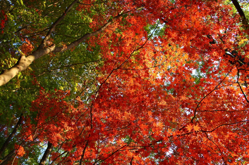 f:id:hiroshisj:20081114160238j:image