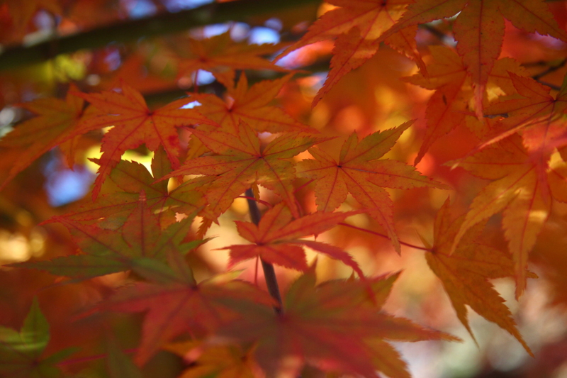 f:id:hiroshisj:20081120083933j:image