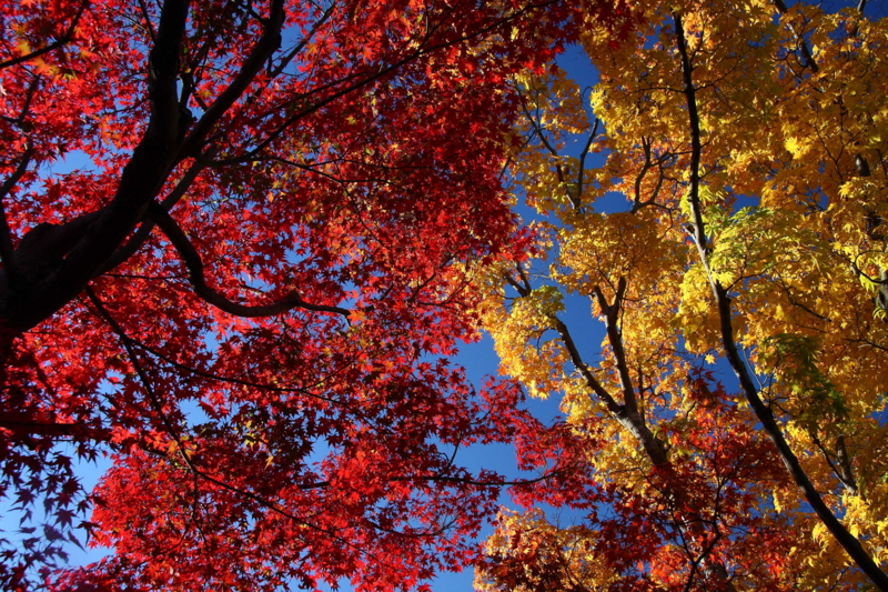 f:id:hiroshisj:20081120085717j:image
