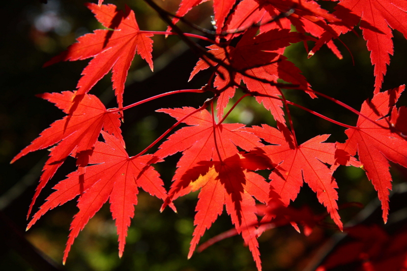 f:id:hiroshisj:20081120092441j:image