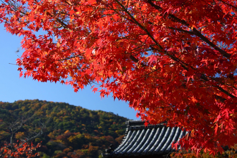 f:id:hiroshisj:20081120110222j:image