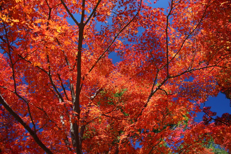 f:id:hiroshisj:20081120110918j:image