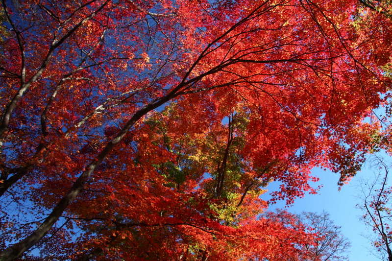 f:id:hiroshisj:20081120111904j:image