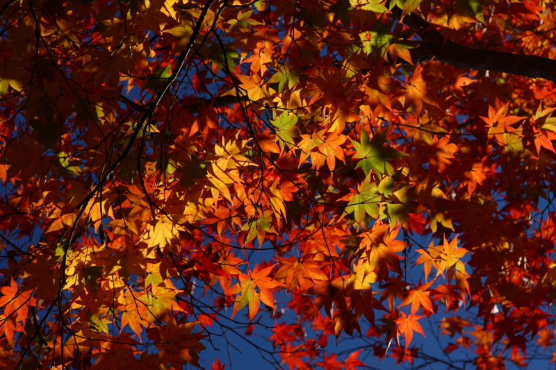 f:id:hiroshisj:20081120112707j:image
