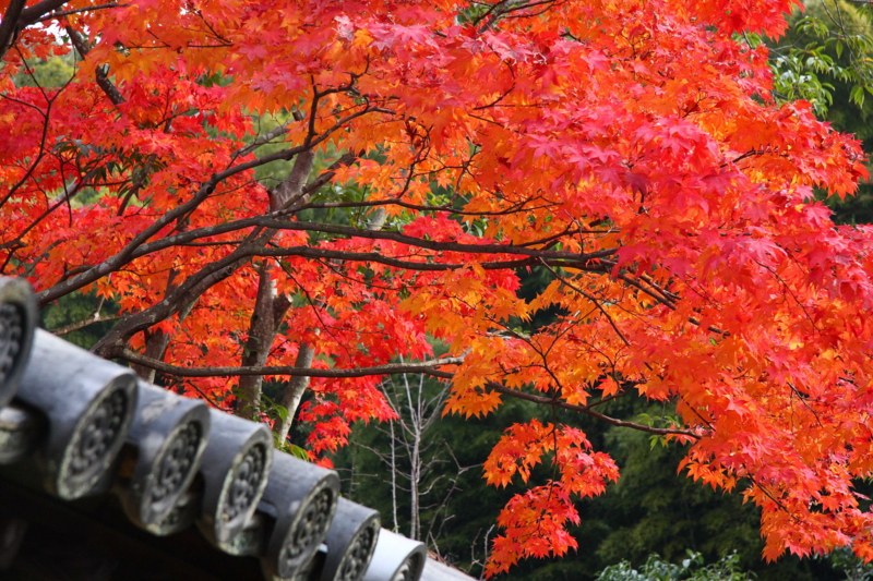 f:id:hiroshisj:20081127103812j:image