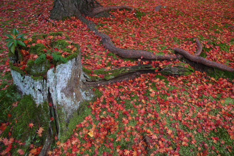 f:id:hiroshisj:20081127134437j:image