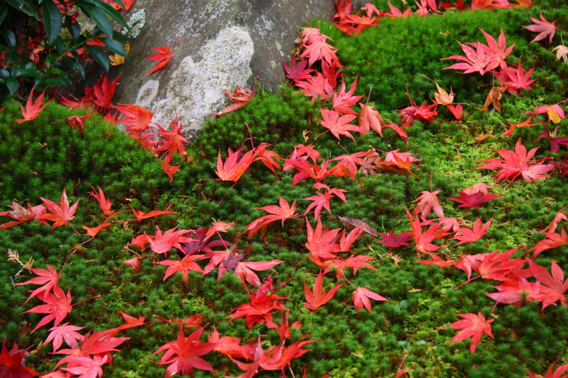 f:id:hiroshisj:20081127135527j:image