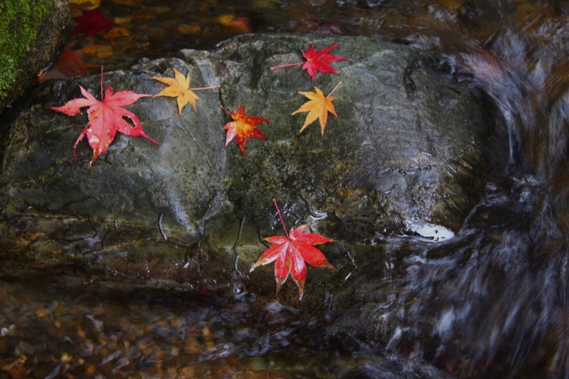 f:id:hiroshisj:20081127145255j:image