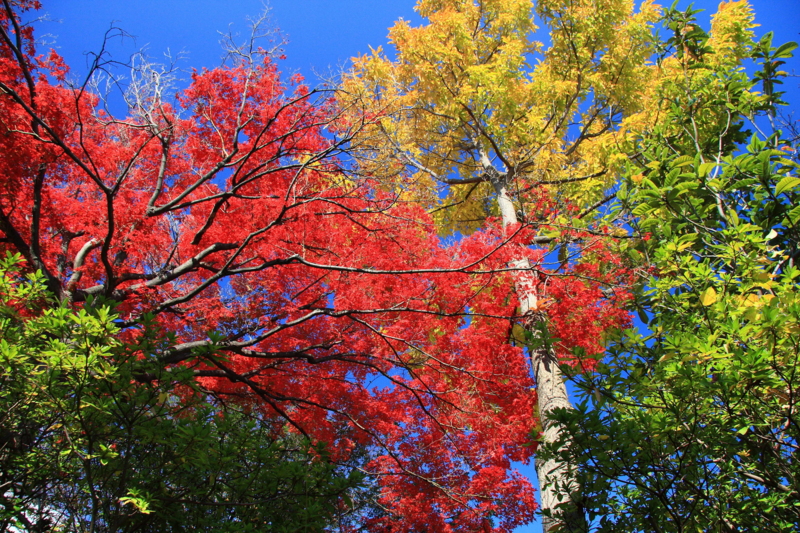 f:id:hiroshisj:20081201124348j:image