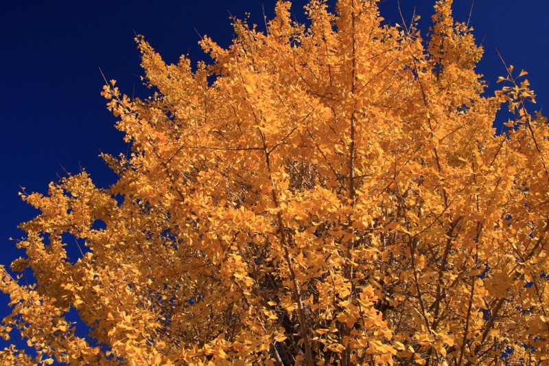 f:id:hiroshisj:20081201133707j:image f:id:hiroshisj:20081201133707j:image