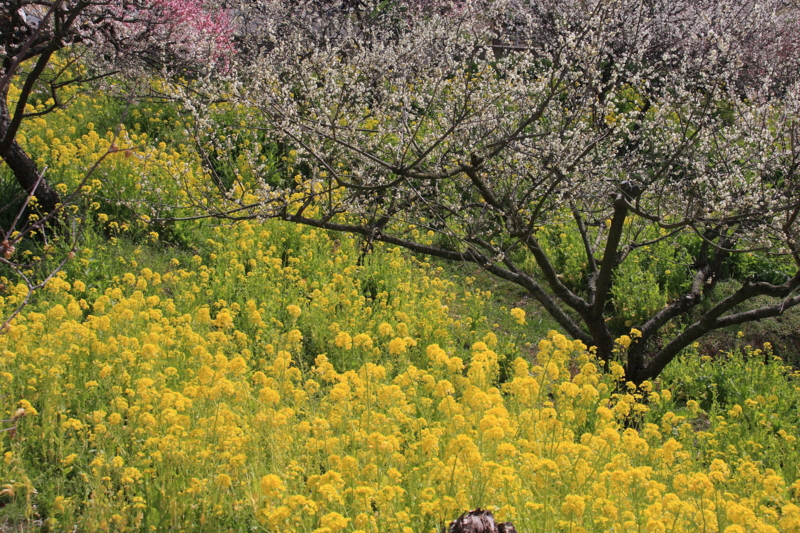 f:id:hiroshisj:20090305125422j:image f:id:hiroshisj:20090305125422j:image
