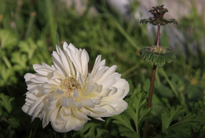 f:id:hiroshisj:20090315090738j:image